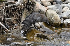 今日のカワガラス 20180411-4