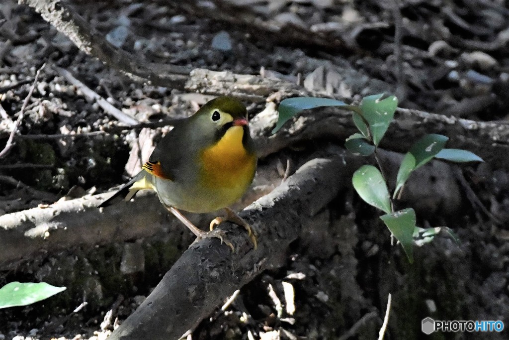 ソウシチョウ 20180302-2