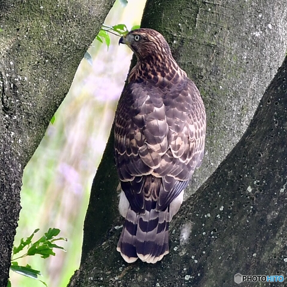 オオタカ（幼鳥）