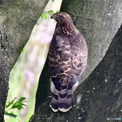 オオタカ（幼鳥）