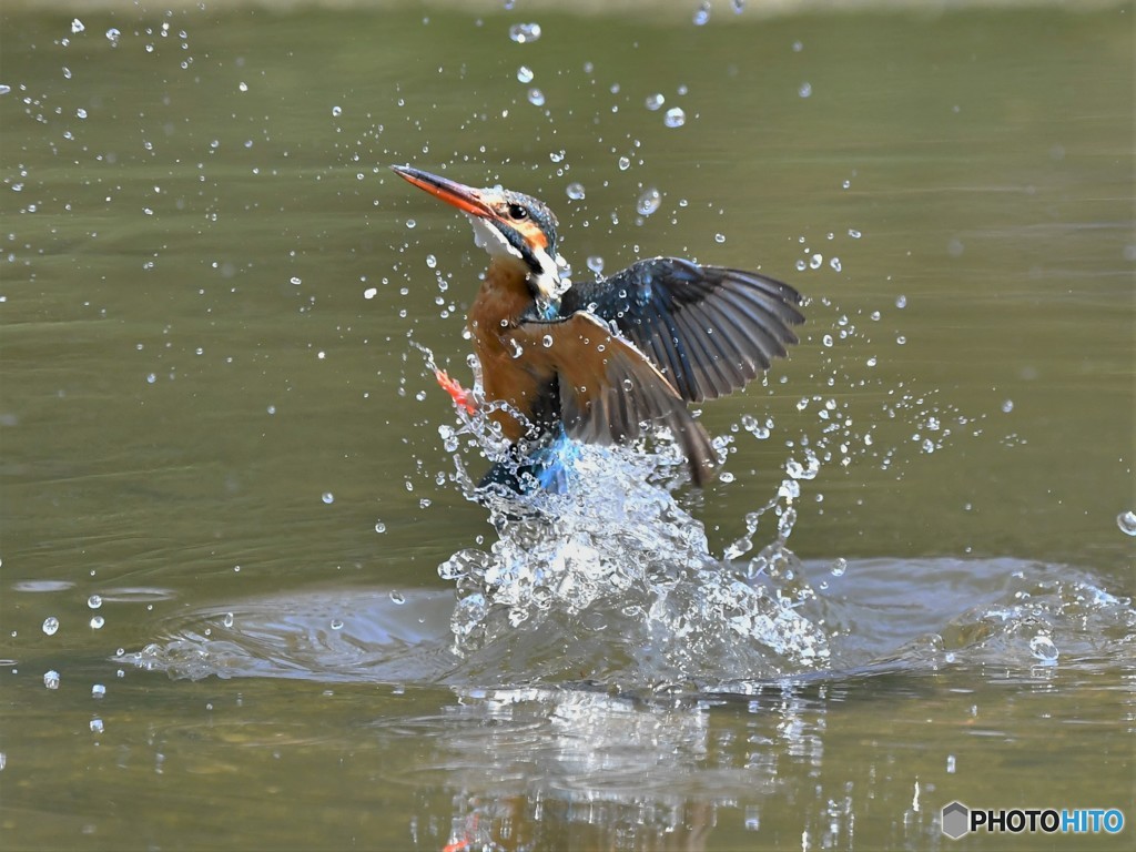 20190315-4　カワセミ