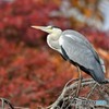20181130-1　紅く染まりて