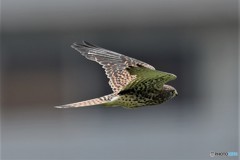 20180605-4 チョウゲンボウ