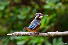 尾羽を上げて、、