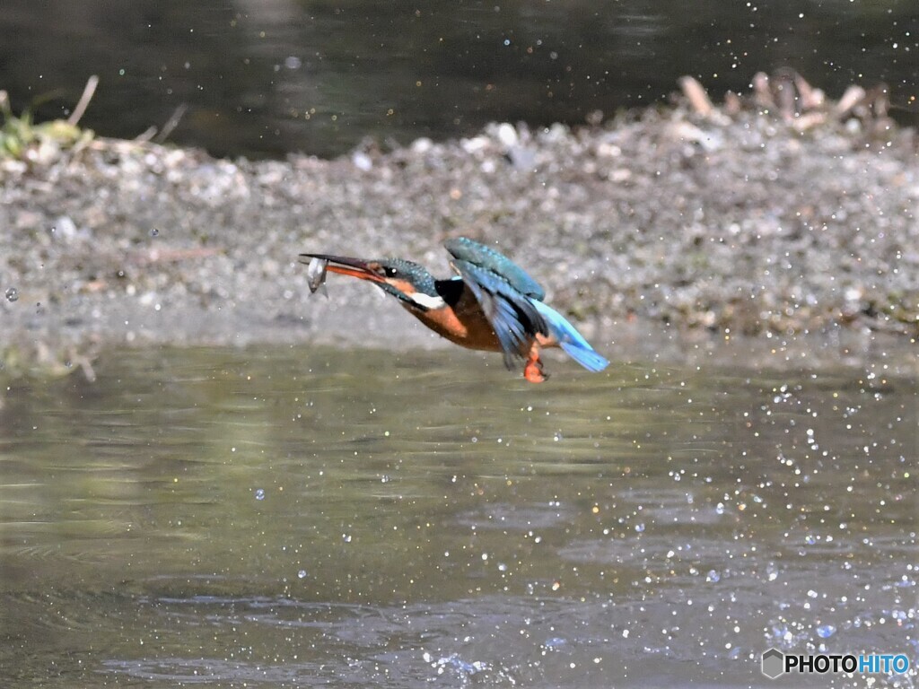 20200204　カワセミ-4