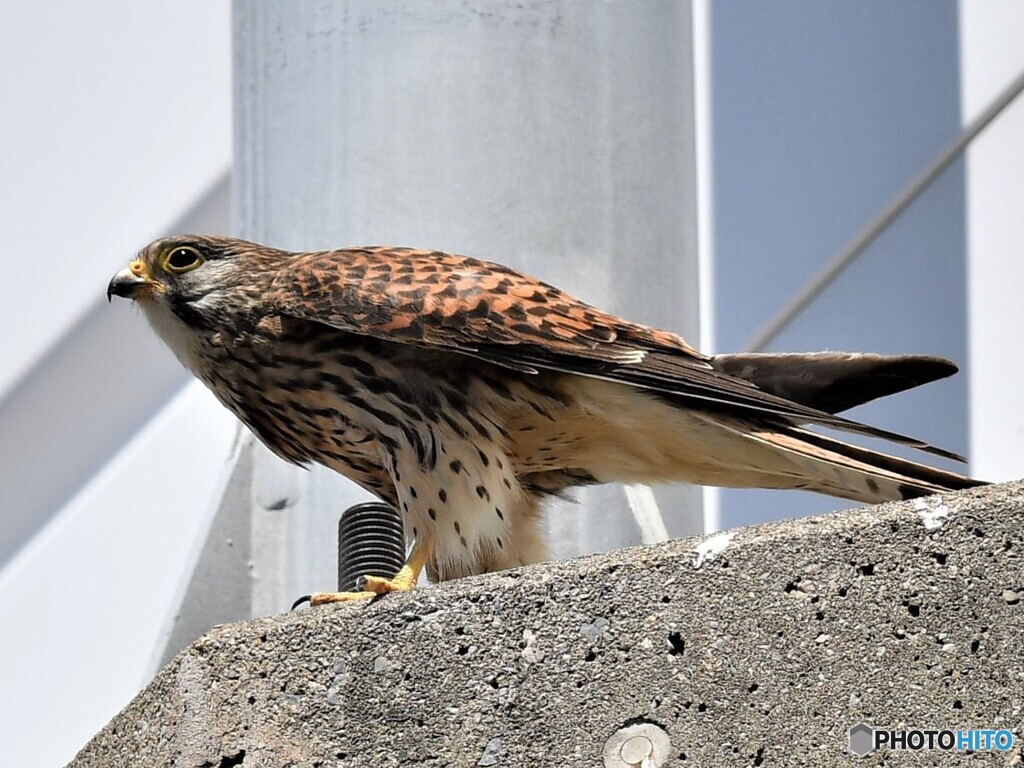 20200511　チョウゲンボウ-3