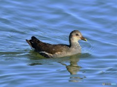 20181115-2　バン（幼鳥）