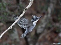 20191222　今日のヤマセミ-6
