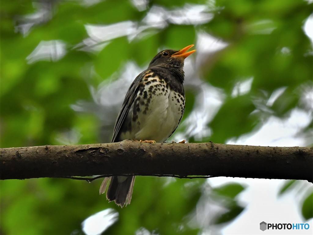 20190515-4　クロツグミ