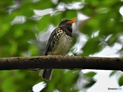 20190515-4　クロツグミ