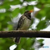 20190515-4　クロツグミ