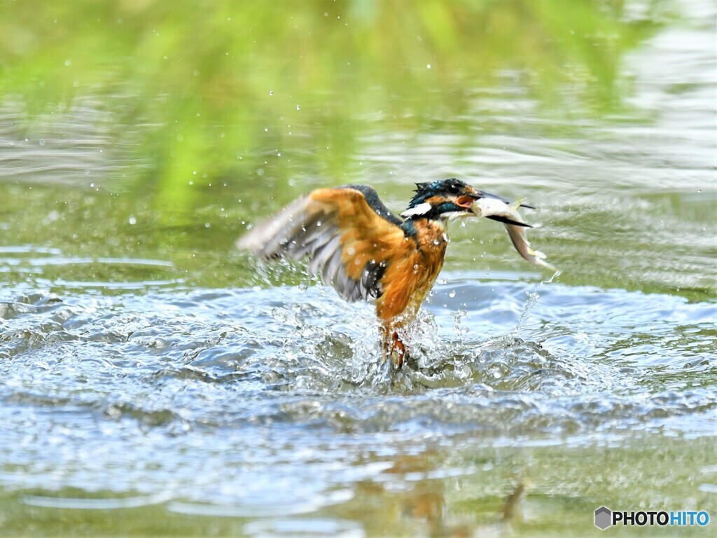 20190806　カワセミ-3