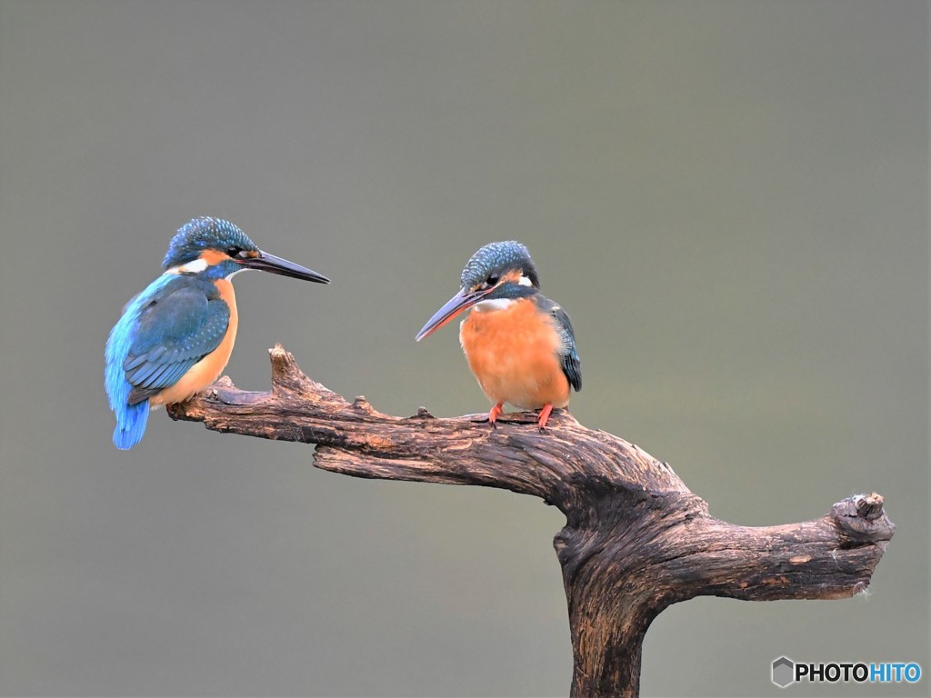 20190110-1　2羽止まり