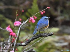 20190210-4　ルリビタキ