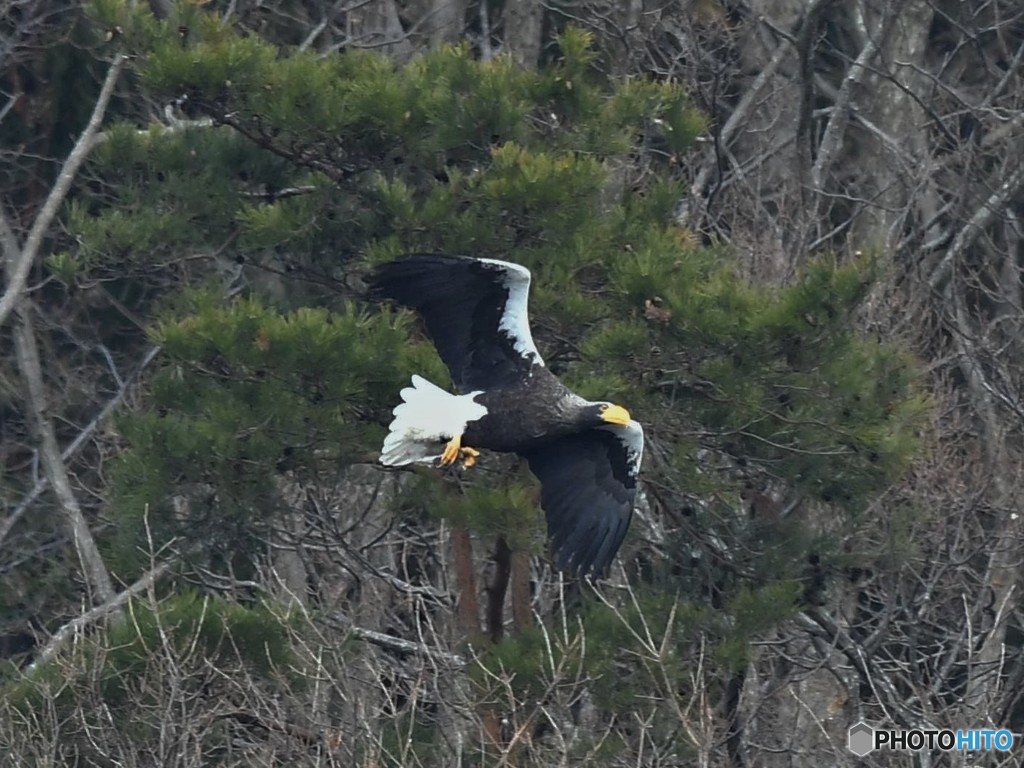 20190224-5　湖北のオオワシ