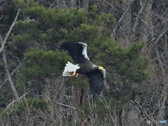20190224-5　湖北のオオワシ