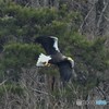 20190224-5　湖北のオオワシ