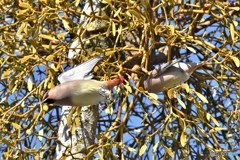 ヒレンジャクその4