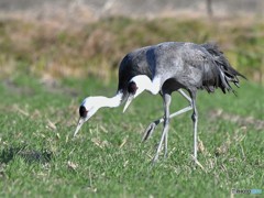 20181224-2　ナベズル