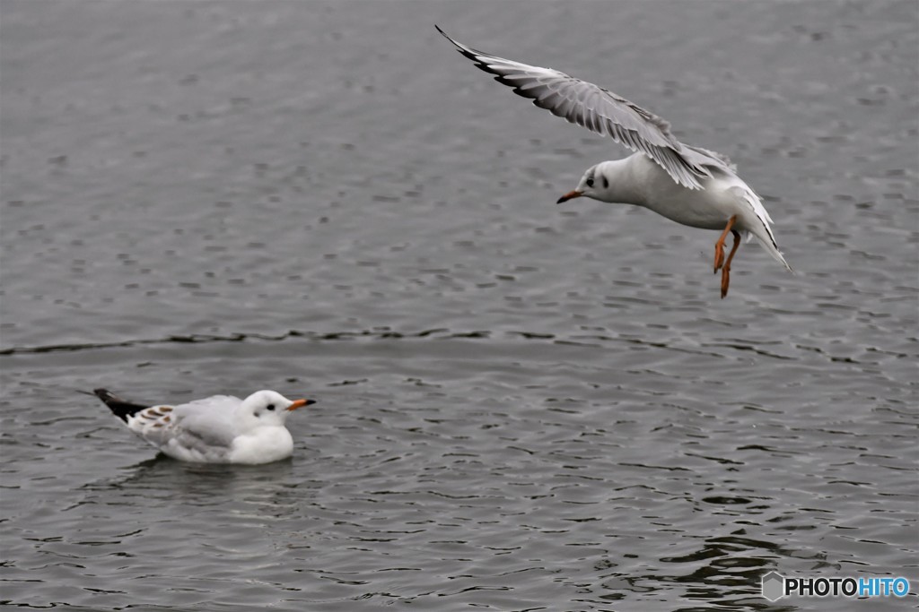 ユリカモメその1