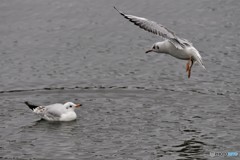 ユリカモメその1