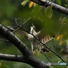 20191003　ジュウイチの幼鳥-4