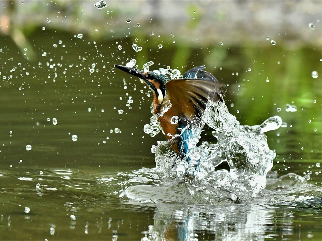 20190716　カワセミ-1