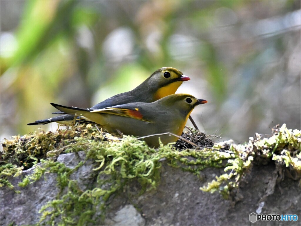 20200219　ソウシチョウ-2