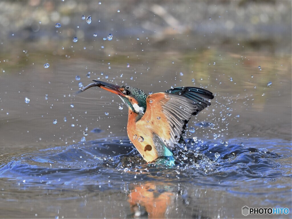 20210119 　カワセミ（ダイビング）-1