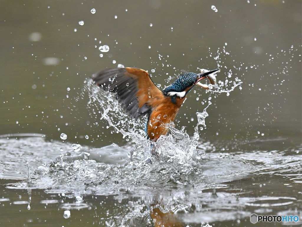 20190131-6　カワセミ