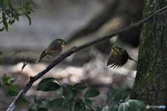 ソウシチョウ 20180304-4