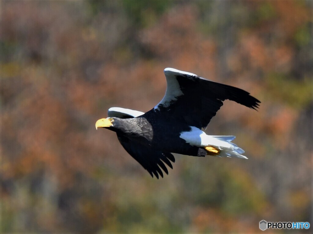 20201202　オオワシの紅葉飛翔-2
