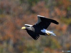 20201202　オオワシの紅葉飛翔-2