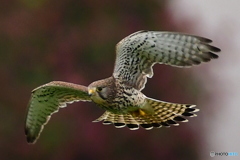 紅に染まりけり