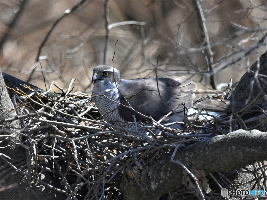 20190308-4　今日のオオタカ