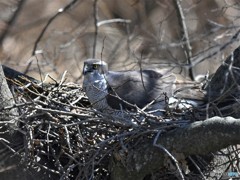 20190308-4　今日のオオタカ