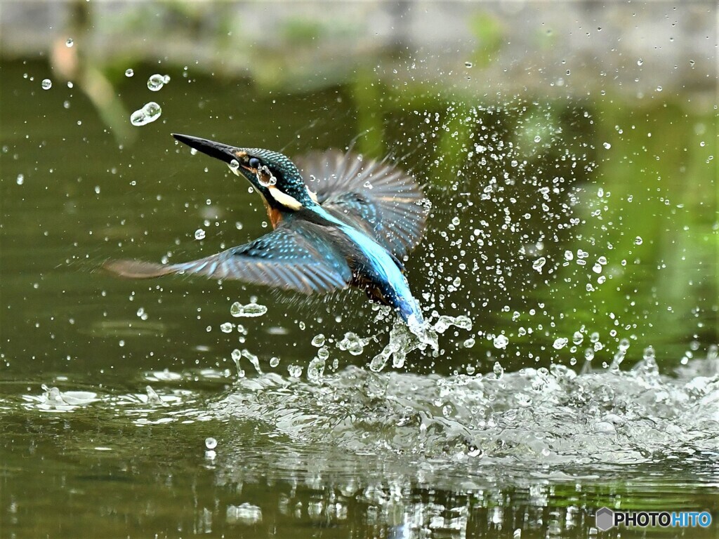 20190716　カワセミ-2