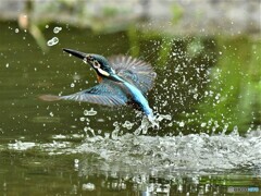 20190716　カワセミ-2
