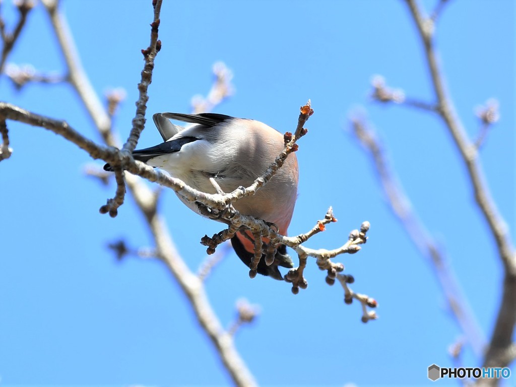 20190309-3　アカウソ