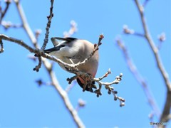 20190309-3　アカウソ