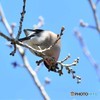 20190309-3　アカウソ