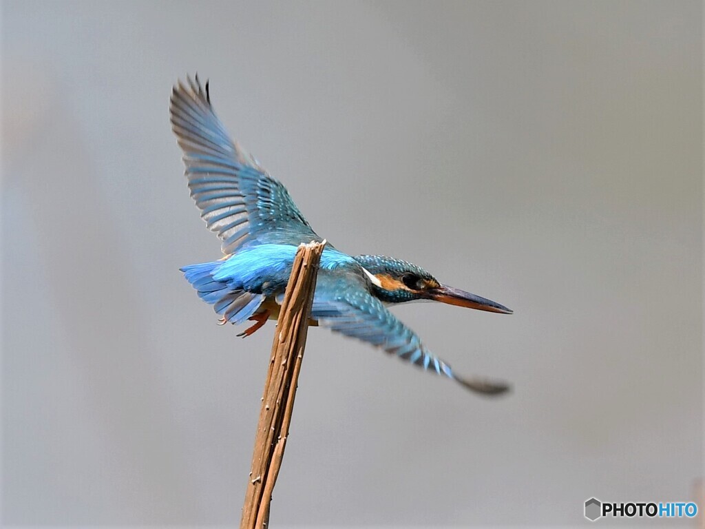 20200402　カワセミ-2