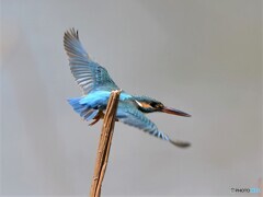 20200402　カワセミ-2