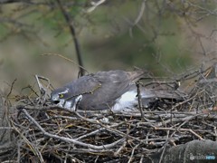 20190405-3　今日のオオタカ