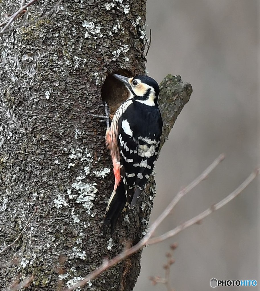 20190402-5　オオアカゲラ