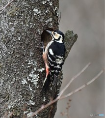 20190402-5　オオアカゲラ