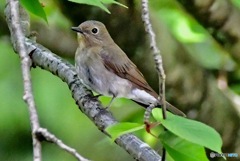 オオルリ♀