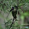 2023/06/30 サンコウチョウの巣立ち➀