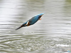 20190131-3　カワセミ