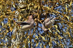 ヒレンジャクその3